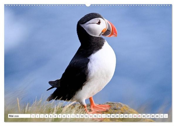 Produktbild: Islands Papageientaucher (hochwertiger Premium Wandkalender 2026 DIN A2 quer), Kunstdruck in Hochglanz