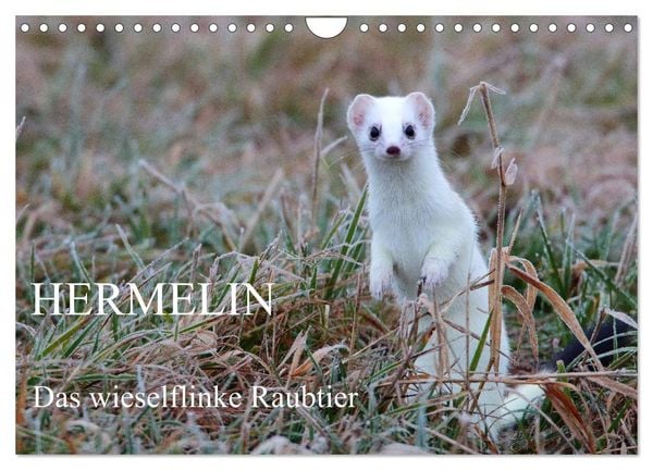 Produktbild: Hermelin - das wieselflinke Raubtier (Wandkalender 2026 DIN A4 quer), CALVENDO Monatskalender