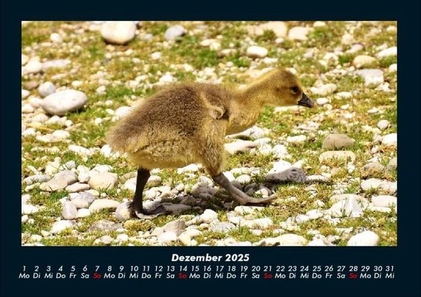 Produktbild: Welt der V&ouml;gel 2025 Fotokalender DIN A4