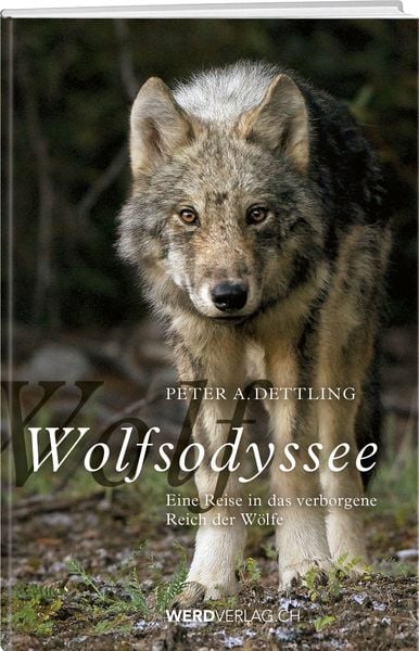 Wolfsodyssee, Paperback von Peter A. Dettling, Weber Verlag AG, 9783039220113