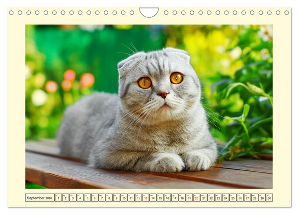 Produktbild: Scottish Fold. Zauberhafte Faltohrkatzen im Garten (Wandkalender 2026 DIN A4 quer), CALVENDO Monatskalender