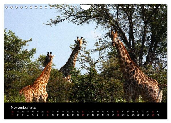 Produktbild: Abenteuer Afrika (Wandkalender 2026 DIN A4 quer), CALVENDO Monatskalender