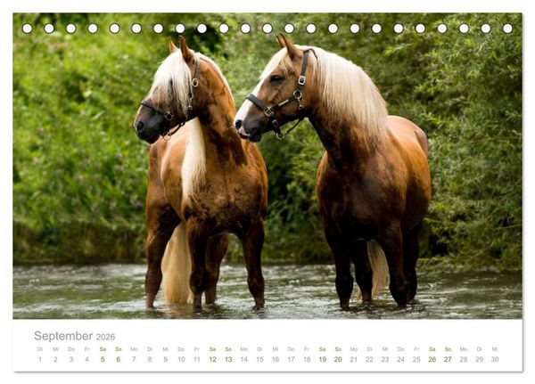 Produktbild: Faszination und Vielfalt - Schwarzw&auml;lder Kaltblut (Tischkalender 2026 DIN A5 quer), CALVENDO Monatskalender