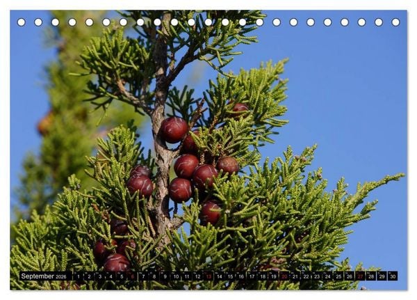 Produktbild: Formentera - Mittelmeerinsel voller Magie (Tischkalender 2026 DIN A5 quer), CALVENDO Monatskalender