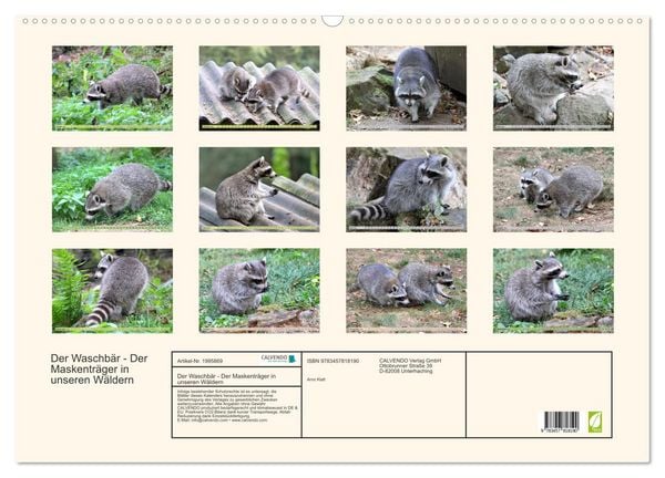 Produktbild: Der Waschb&auml;r - Der Maskentr&auml;ger in unseren W&auml;ldern (Wandkalender 2026 DIN A2 quer), CALVENDO Monatskalender