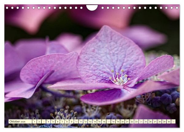 Produktbild: Hortensientr&auml;ume (Wandkalender 2026 DIN A4 quer), CALVENDO Monatskalender