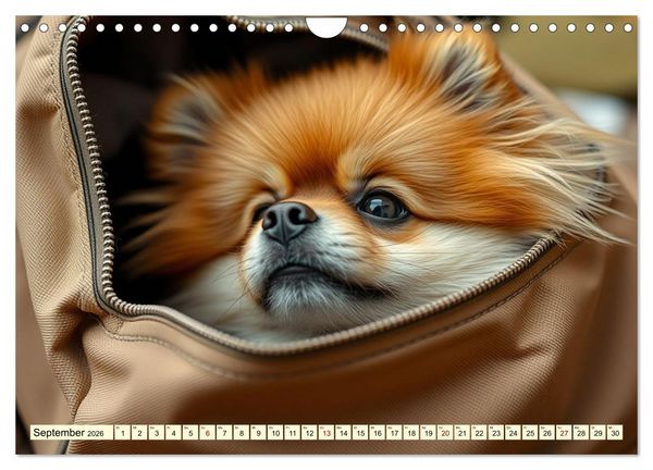Produktbild: Tausendsassa - Pomeranian (Wandkalender 2026 DIN A4 quer), CALVENDO Monatskalender