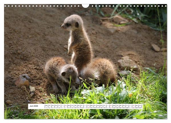 Produktbild: Erdm&auml;nnchen - Die Kobolde im Tierreich (Wandkalender 2026 DIN A3 quer), CALVENDO Monatskalender
