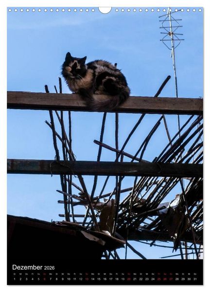 Produktbild: Katzen in Marokko (Wandkalender 2026 DIN A3 hoch), CALVENDO Monatskalender