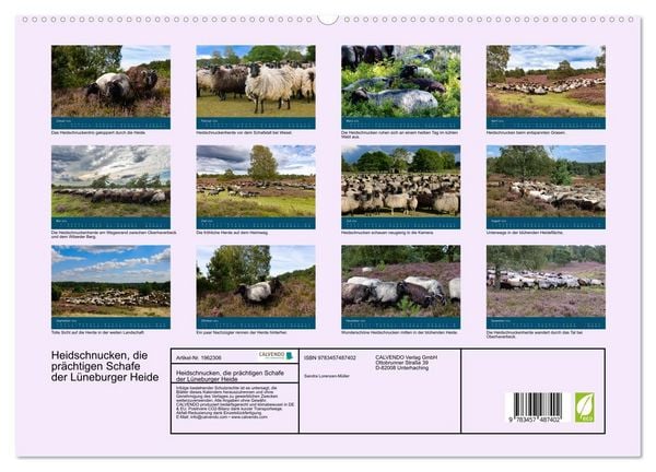 Produktbild: Heidschnucken, die pr&auml;chtigen Schafe der L&uuml;neburger Heide (hochwertiger Premium Wandkalender 2026 DIN A2 quer), Kunstdruck in Hochglanz