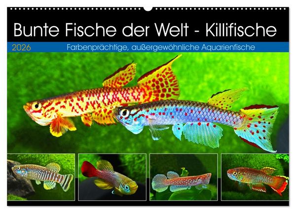 Bunte Fische der Welt - Killifische (Wandkalender 2026 DIN A2 quer), CALVENDO Monatskalender