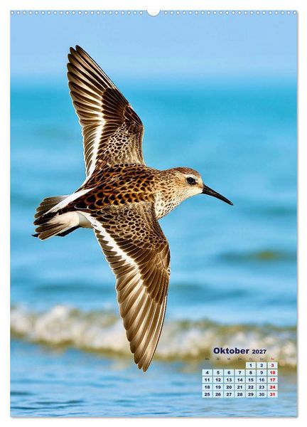 Produktbild: Seev&ouml;gel an der Nordsee (hochwertiger Premium Wandkalender 2027 DIN A2 hoch), Kunstdruck in Hochglanz