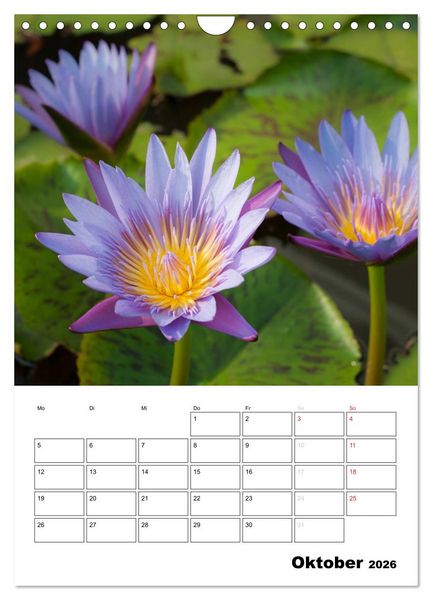 Produktbild: MEDITATION - Wellness f&uuml;r die Seele (Wandkalender 2026 DIN A4 hoch), CALVENDO Monatskalender
