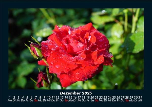 Produktbild: Blumenzauber 2025 Fotokalender DIN A5