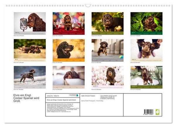 Produktbild: Elvis ein Engl. Cocker Spaniel wird Gro&szlig; (Wandkalender 2026 DIN A2 quer), CALVENDO Monatskalender