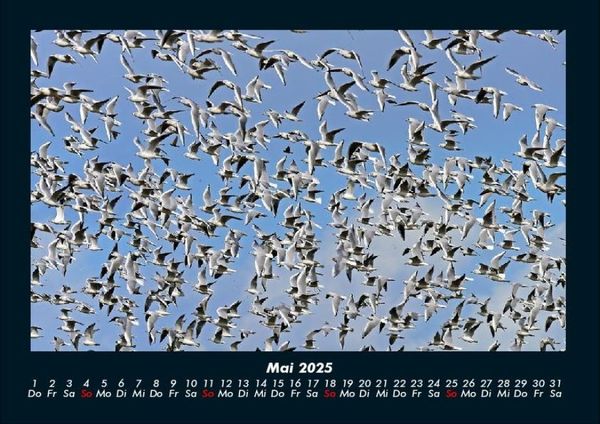 Produktbild: Welt der V&ouml;gel 2025 Fotokalender DIN A4