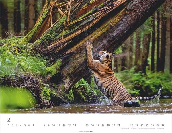 Produktbild: Tiger Kalender 2027