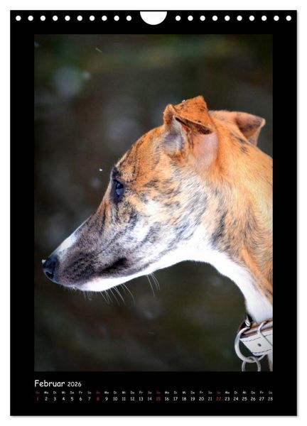 Produktbild: Ein Whippet wird erwachsen (Wandkalender 2026 DIN A4 hoch), CALVENDO Monatskalender