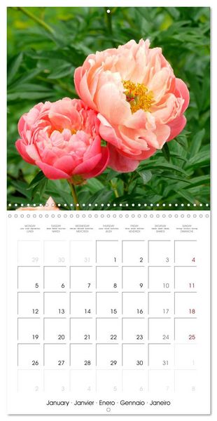 Produktbild: Peonies as painted (Wall Calendar 2026 12 &times; 12 Inch) CALVENDO 12 Month Wall Calendar