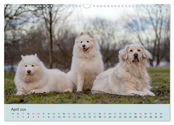 Produktbild: Samojeden - Liebenswerte Fellkugeln (Wandkalender 2026 DIN A3 quer), CALVENDO Monatskalender