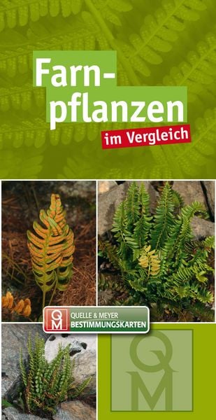Produktbild: Farnpflanzen