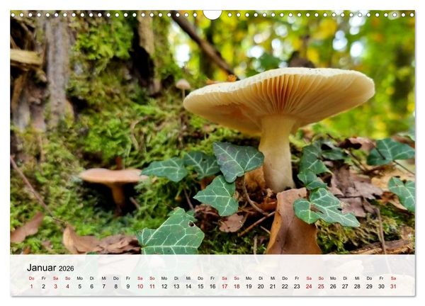 Produktbild: Pilze - Geheimnisvolle Herrscher der W&auml;lder (Wandkalender 2026 DIN A3 quer), CALVENDO Monatskalender