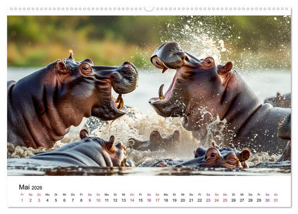 Produktbild: Flusspferde - Hippopotamus amphibius (Wandkalender 2026 DIN A2 quer), CALVENDO Monatskalender