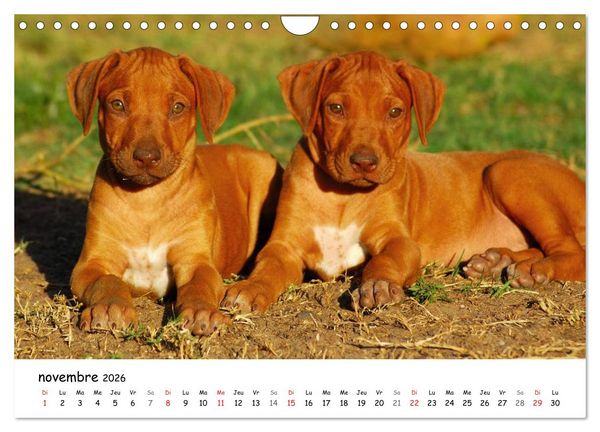Produktbild: Chiots Rhodesian Ridgeback (Calendrier mural 2026 DIN A4 vertical), CALVENDO calendrier mensuel