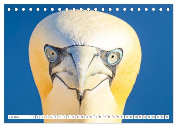 Produktbild: Basst&ouml;lpel - Helgolands faszinierende V&ouml;gel (Tischkalender 2026 DIN A5 quer), CALVENDO Monatskalender