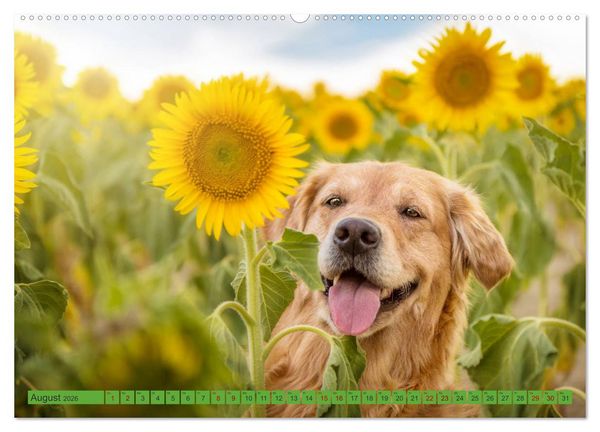 Produktbild: Golden Retriever Hailey Fotokalender (hochwertiger Premium Wandkalender 2026 DIN A2 quer), Kunstdruck in Hochglanz