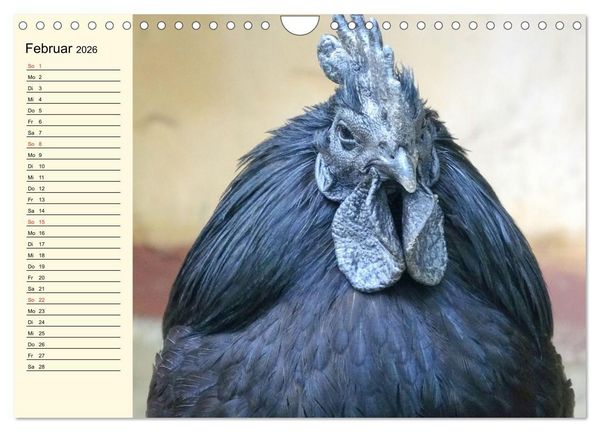 Produktbild: H&uuml;hner. Intelligent, sch&ouml;n und faszinierend (Wandkalender 2026 DIN A4 quer), CALVENDO Monatskalender