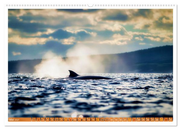 Produktbild: Whale Watching (hochwertiger Premium Wandkalender 2027 DIN A2 quer), Kunstdruck in Hochglanz