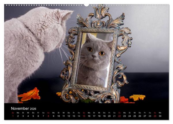 Produktbild: Britisch Kurzhaar Katzen (hochwertiger Premium Wandkalender 2026 DIN A2 quer), Kunstdruck in Hochglanz