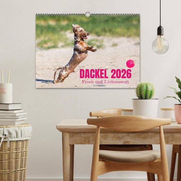 Produktbild: DACKEL 2026 Frech und Liebenwert (Wandkalender 2026 DIN A3 quer), CALVENDO Monatskalender