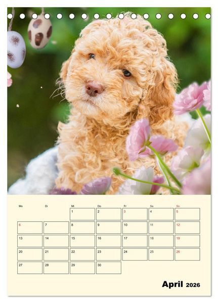 Produktbild: Jahresplaner Lagotto Romagnolo Welpen (Tischkalender 2026 DIN A5 hoch), CALVENDO Monatskalender