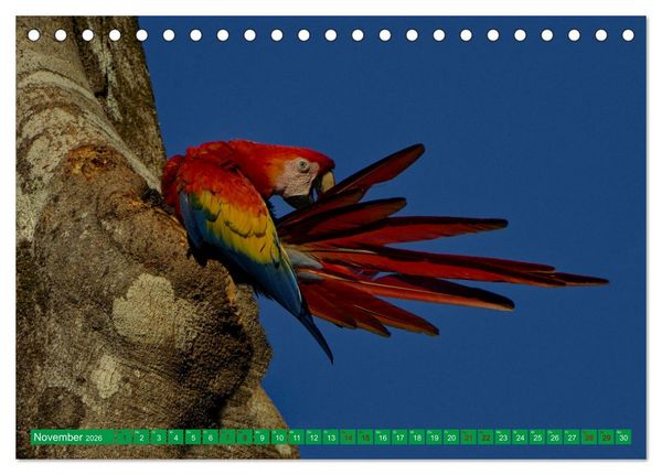 Produktbild: Papageien (Tischkalender 2026 DIN A5 quer), CALVENDO Monatskalender
