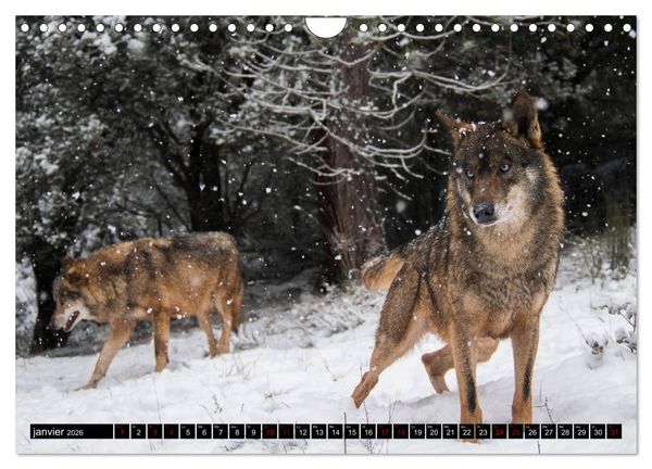 Produktbild: Le loup: l'esprit sauvage (Calendrier mural 2026 DIN A4 vertical), CALVENDO calendrier mensuel