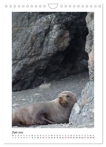 Produktbild: Neuseelands Pelzrobben und Gelbaugenpinguine (Wandkalender 2026 DIN A4 hoch), CALVENDO Monatskalender