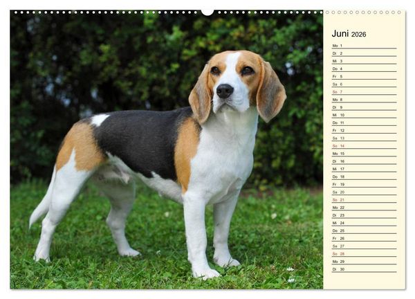 Produktbild: Beagle - Herz auf 4 Pfoten (Wandkalender 2026 DIN A2 quer), CALVENDO Monatskalender