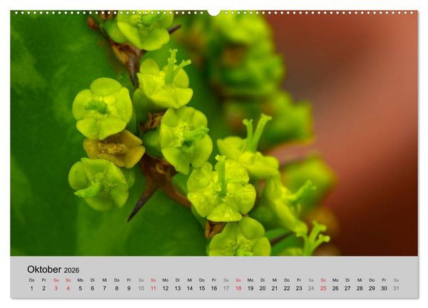 Produktbild: Bl&uuml;tensymphonie - Kakteen und Sukkulenten (hochwertiger Premium Wandkalender 2026 DIN A2 quer), Kunstdruck in Hochglanz