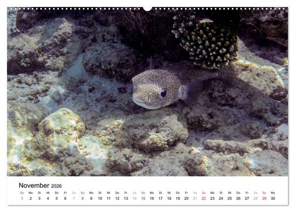 Produktbild: Unterwasserwelt der Malediven III (hochwertiger Premium Wandkalender 2026 DIN A2 quer), Kunstdruck in Hochglanz