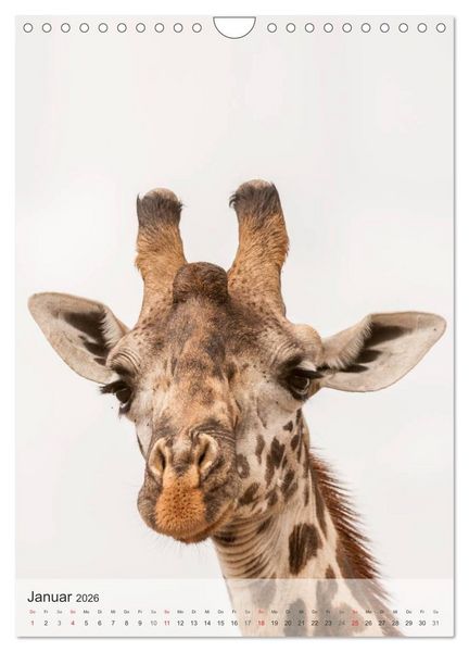Produktbild: Emotionale Momente: Giraffen, die h&ouml;chsten Tiere der Welt. (Wandkalender 2026 DIN A4 hoch), CALVENDO Monatskalender