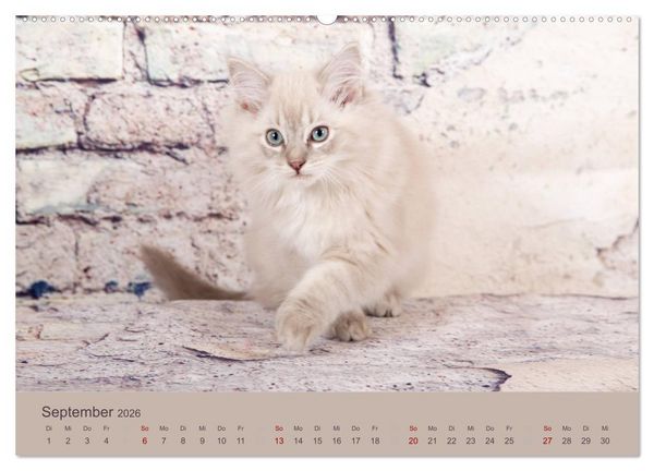 Produktbild: Flauschige Ragdoll Kitten (Wandkalender 2026 DIN A2 quer), CALVENDO Monatskalender
