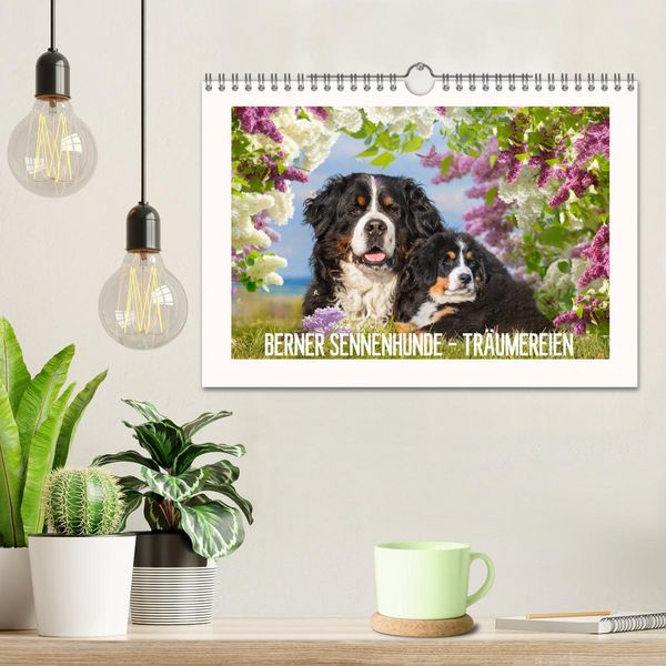 Produktbild: Berner Sennenhunde - Tr&auml;umereien (Wandkalender 2026 DIN A4 quer), CALVENDO Monatskalender