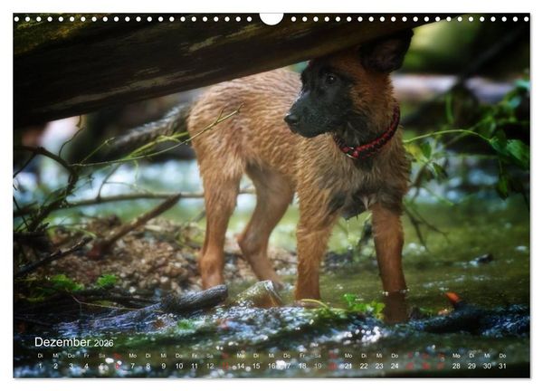 Produktbild: Malinois lieben Wasser (Wandkalender 2026 DIN A3 quer), CALVENDO Monatskalender