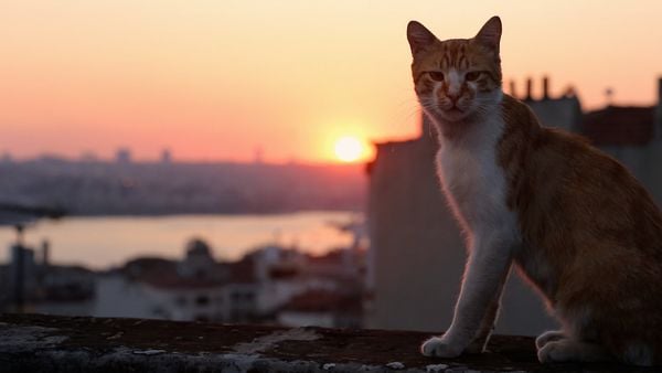 Produktbild: Kedi - Von Katzen und Menschen