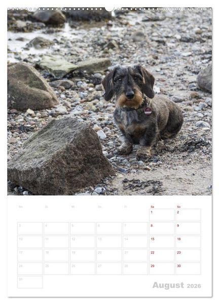 Produktbild: Der Dackel (M)ein treuer Weggef&auml;hrte (Wandkalender 2026 DIN A2 hoch), CALVENDO Monatskalender