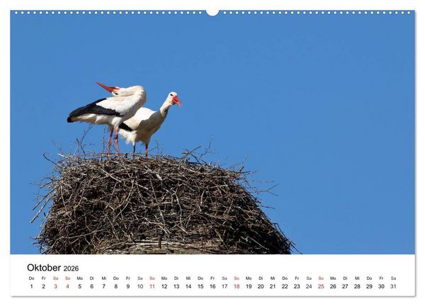 Produktbild: Wilde Tiere unserer Heimat (hochwertiger Premium Wandkalender 2026 DIN A2 quer), Kunstdruck in Hochglanz