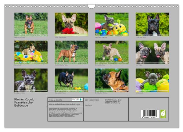 Produktbild: Kleiner Kobold Franz&ouml;sische Bulldogge (Wandkalender 2026 DIN A3 quer), CALVENDO Monatskalender