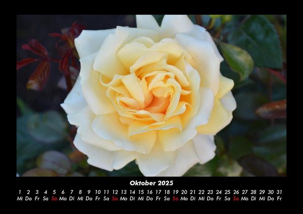 Produktbild: Strahlend sch&ouml;ne Rosen 2025 Fotokalender DIN A3